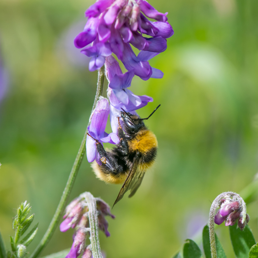 Wenskaarten - Dierenkaart met gele hommel op paarse wikke bloem