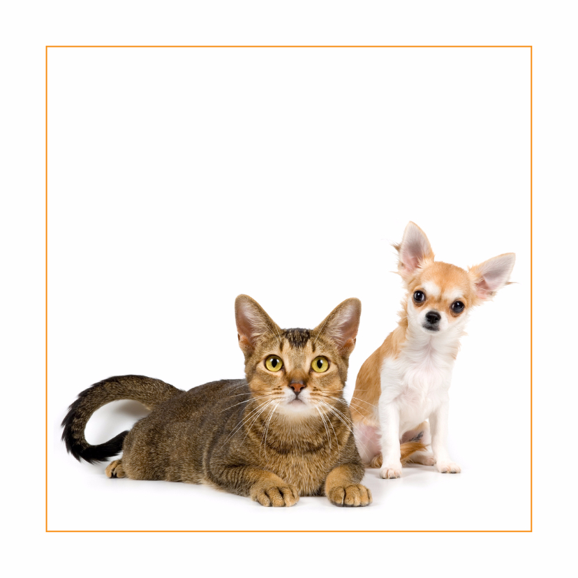 Wenskaarten - Dierenkaart met kat en chihuahua