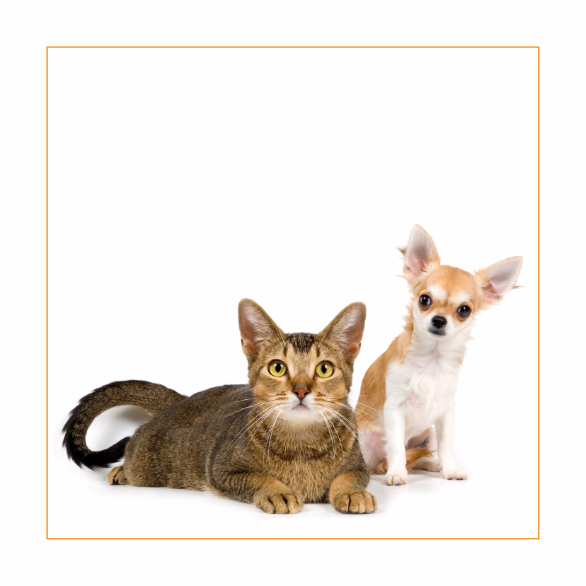 Dierenkaart met kat en chihuahua - Wenskaarten Wenskaarten - Dierenkaart met kat en chihuahua