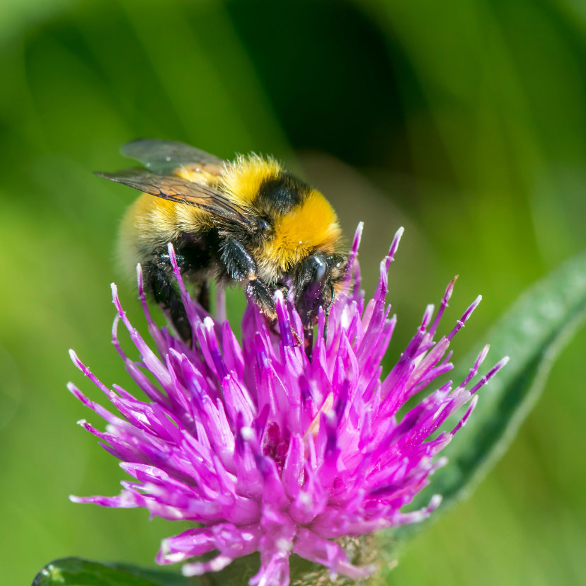 Wenskaarten - Dierenkaart met knalgele hommel op distel