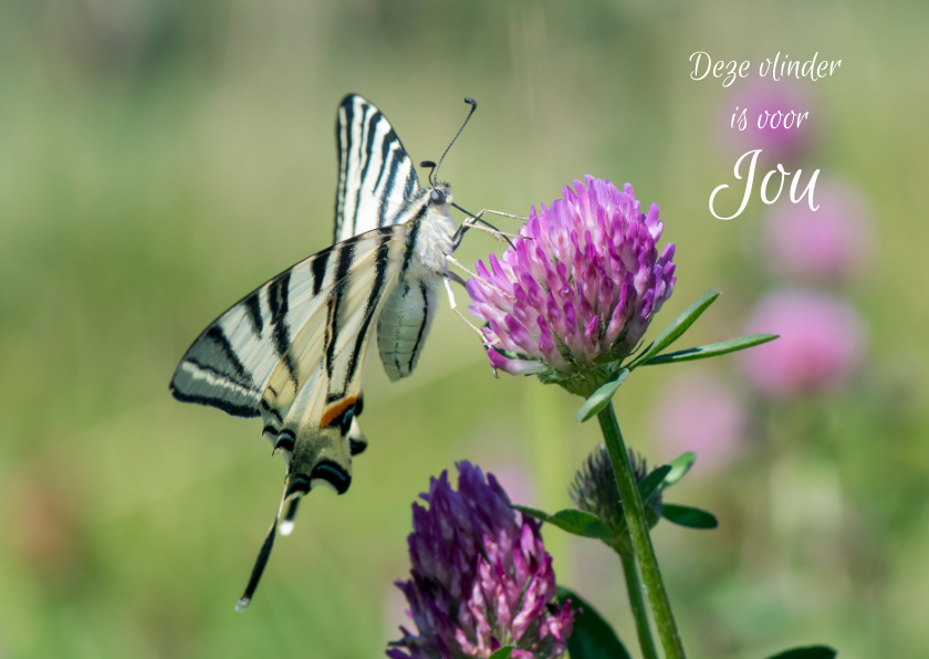 Wenskaarten - Dierenkaart met mooie gestreepte vlinder op paarse klaver