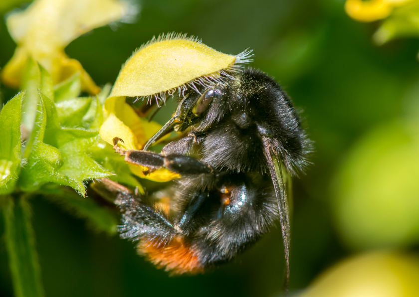 Wenskaarten - Dierenkaart met mooie hommel op gele bloemen