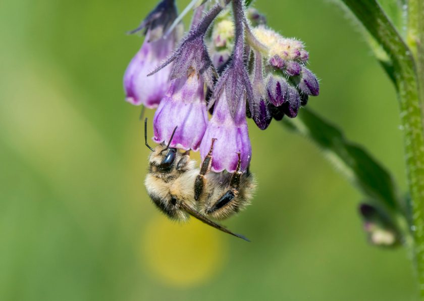 Wenskaarten - Dierenkaart met prachtige zandhommel op paarse bloem