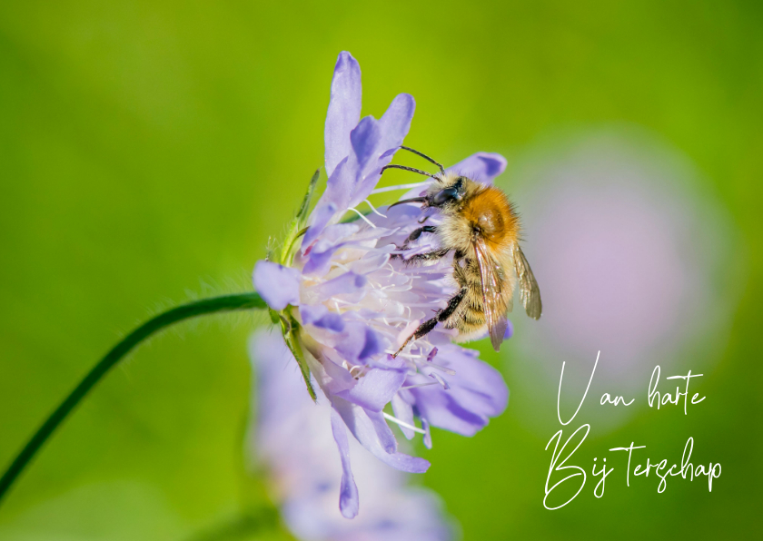 Wenskaarten - Dierenkaart met vrolijke paarse bloem en bij