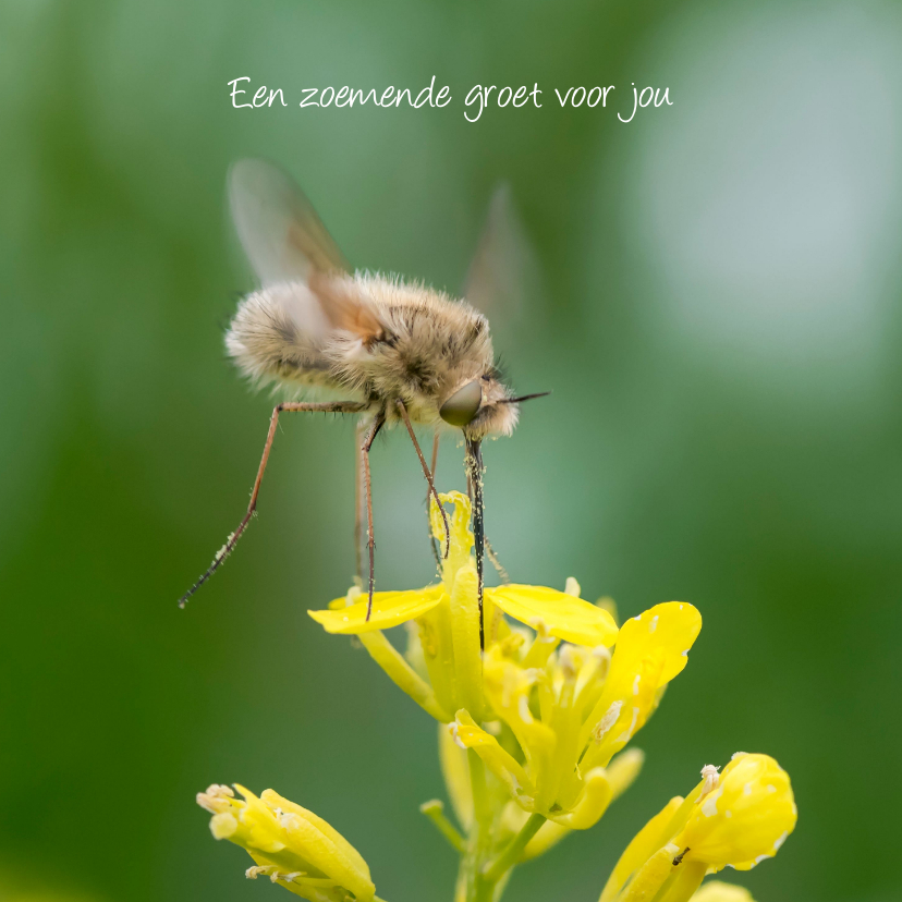 Wenskaarten - Dierenkaart met zwevend insect boven een gele bloem
