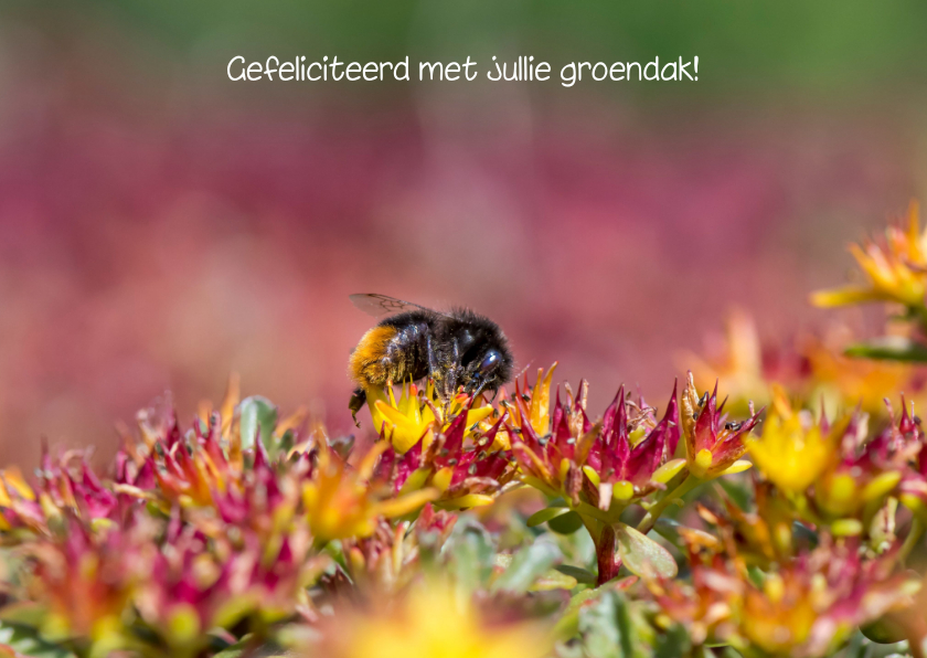 Wenskaarten - Dierenkaart mooie foto van sedum bloemen met een steenhommel