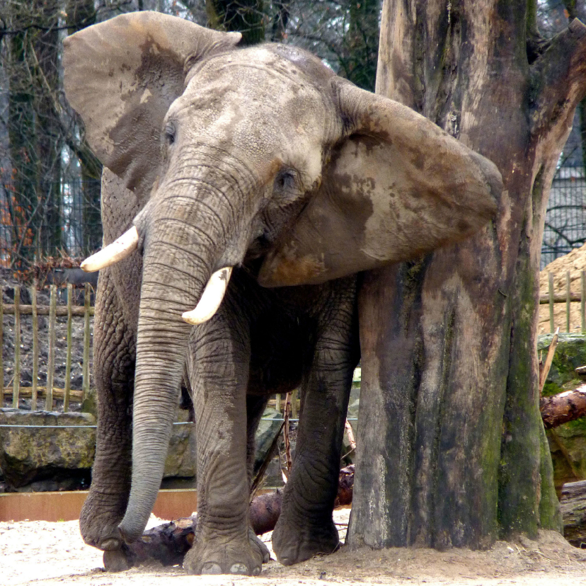 Wenskaarten - Dierenkaart olifant met jeuk