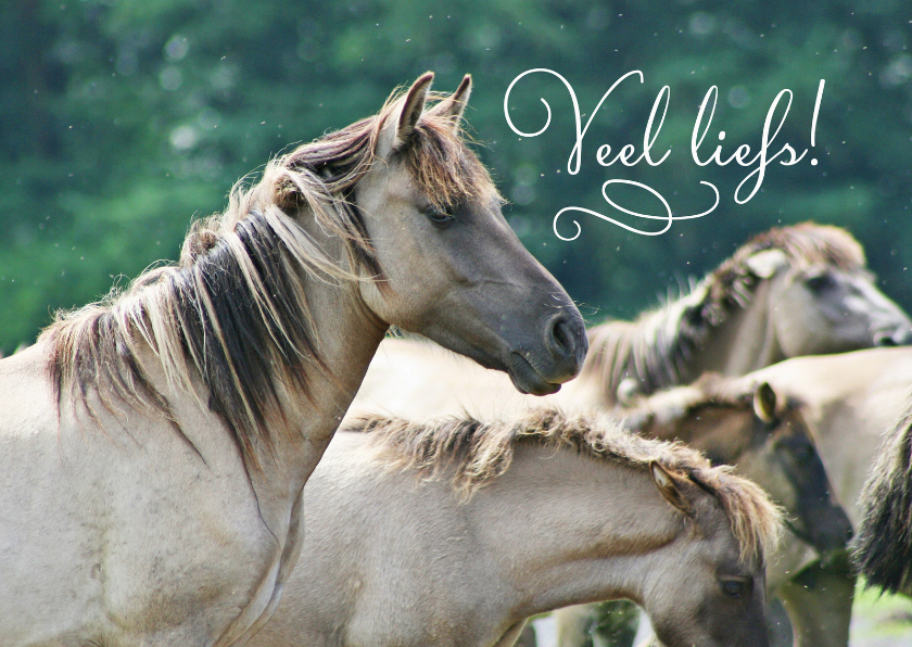 Wenskaarten - Dierenkaart  paarden veel liefs