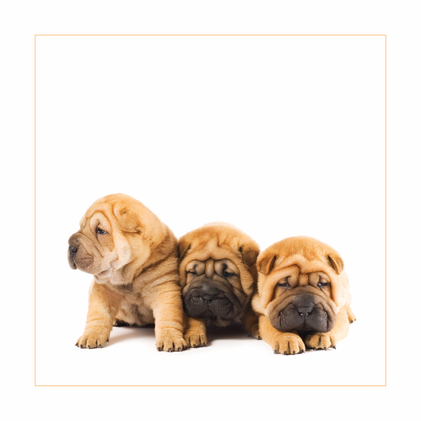 Wenskaarten - Dierenkaart Sharpei puppies