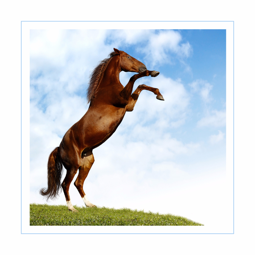 Wenskaarten - Dierenkaart steigerend paard 2