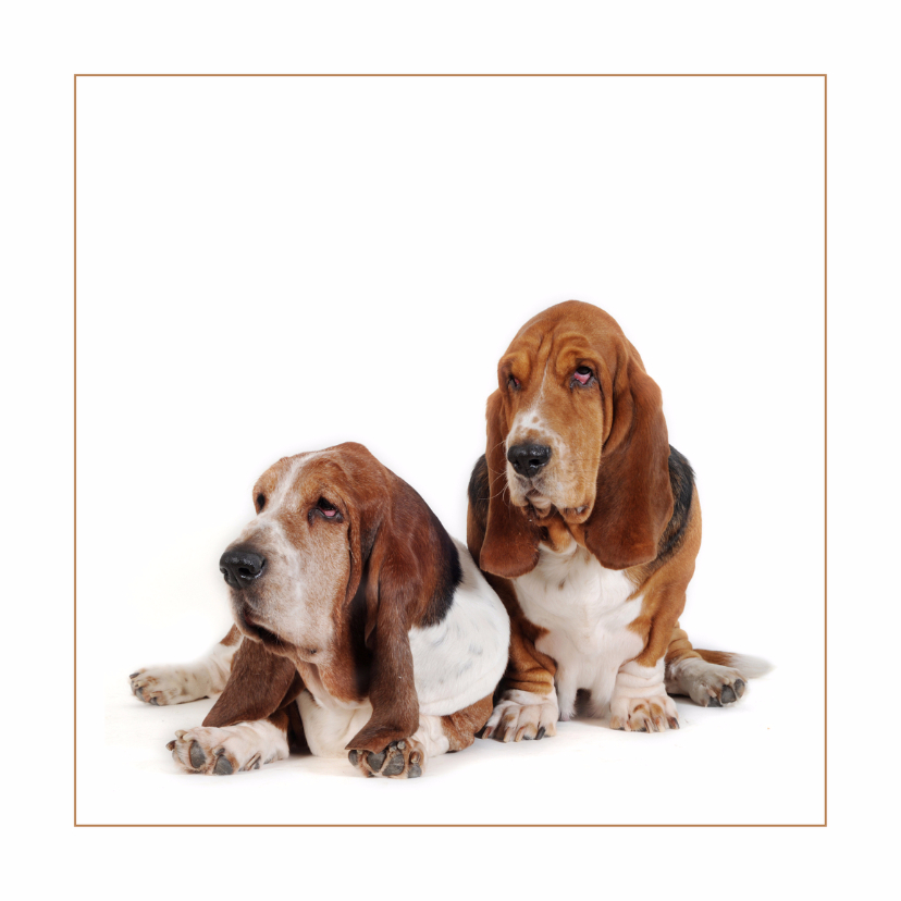 Wenskaarten - Dierenkaart Twee lieve honden