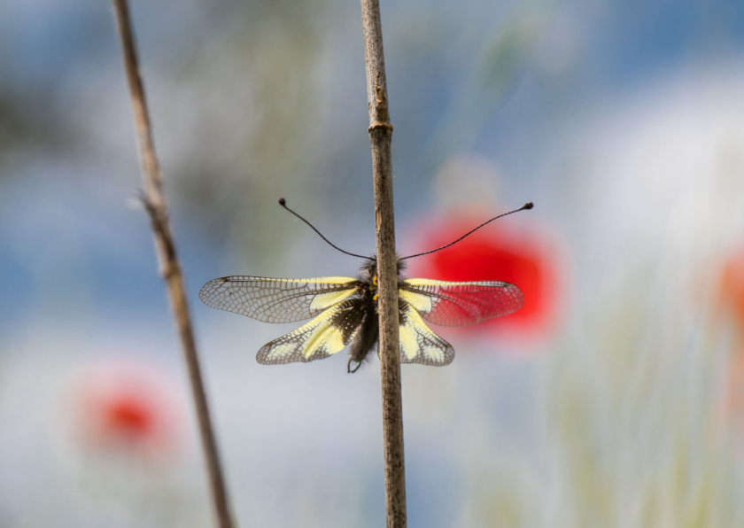 Wenskaarten - Dierenkaart, vlinder in rust met rustige achtergrond
