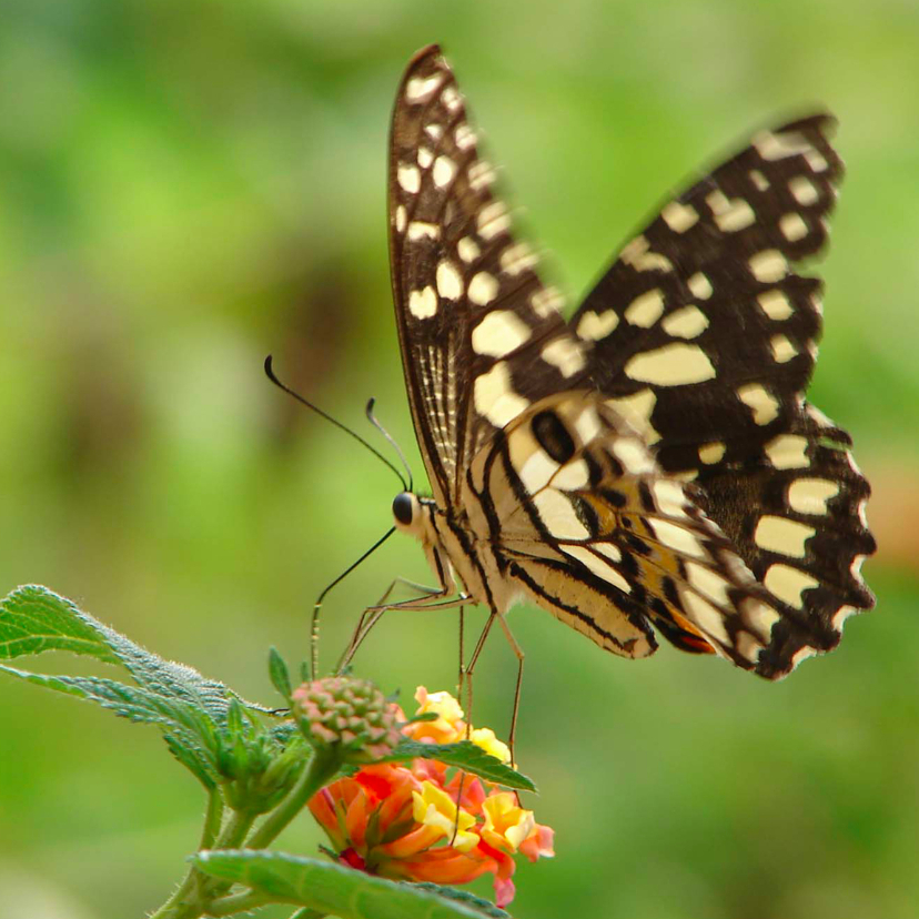 Wenskaarten - Dierenkaart Vlinder op bloem