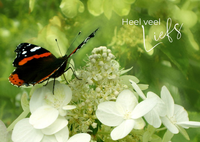 Wenskaarten - Dierenkaart vlinder op hortensia