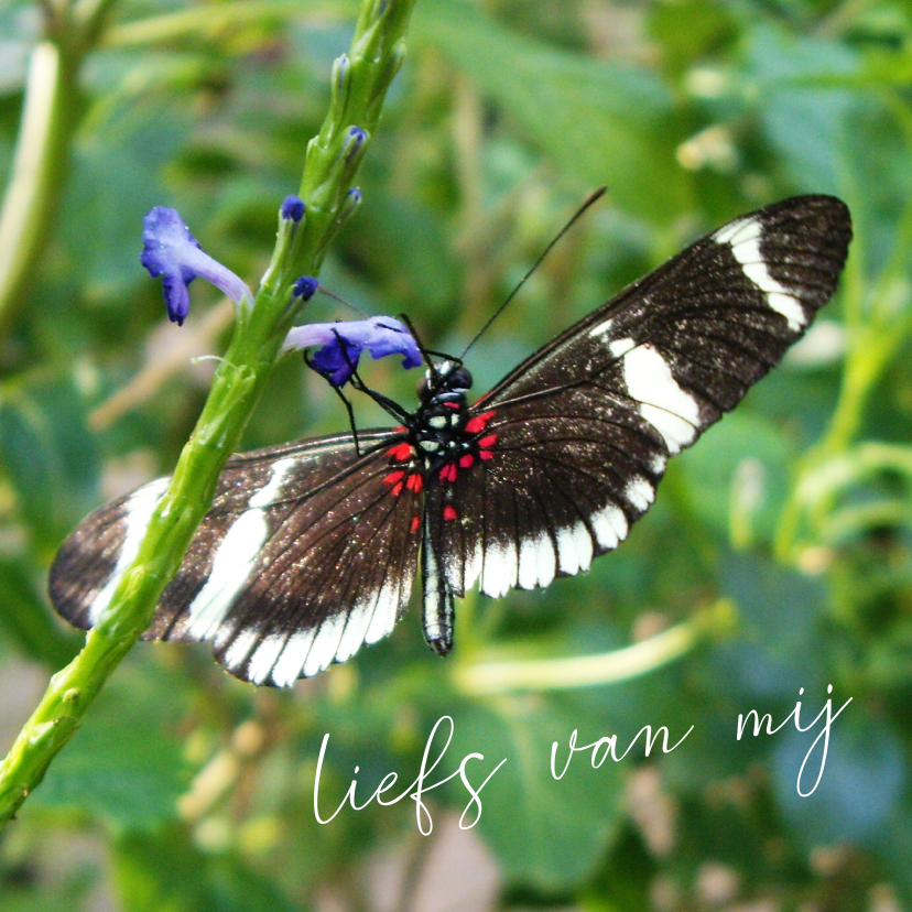 Wenskaarten - Dierenkaart zwart met witte vlinder