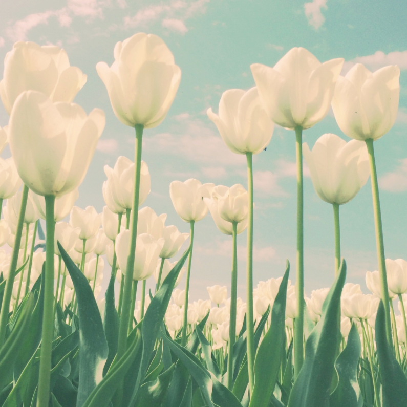 Wenskaarten - een veld met tulpen