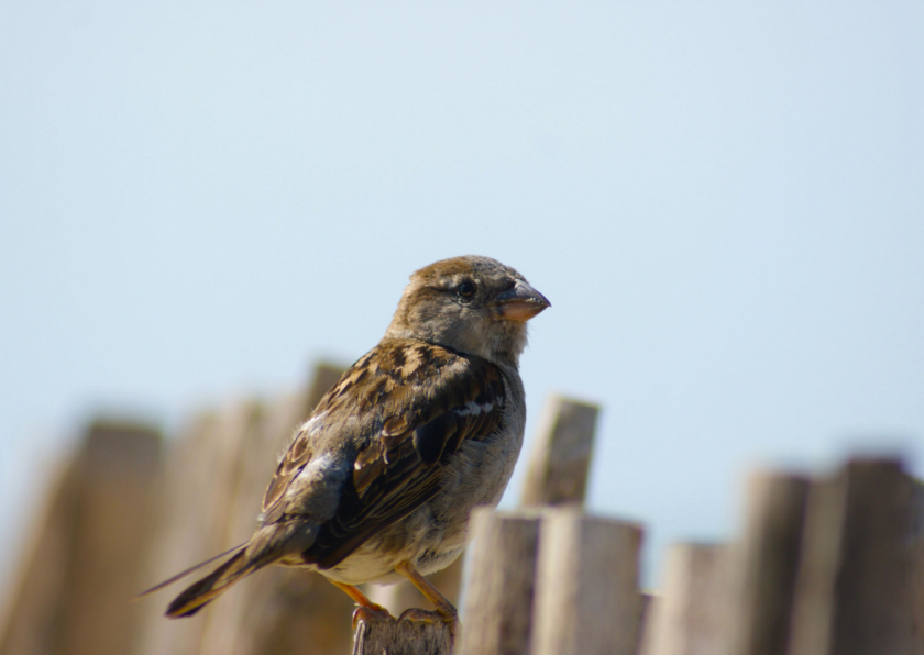 Wenskaarten - Fotokaart van een musje op een hek