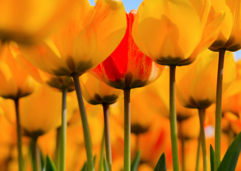 Wenskaarten - Gele tulpen in bloei