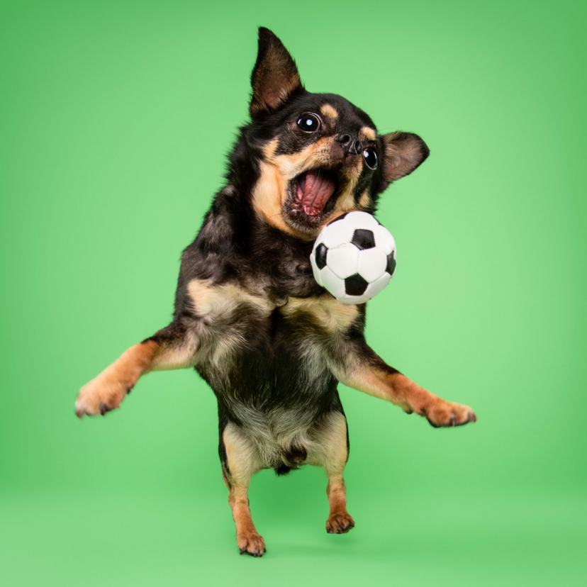 Grappige hondenkaart van chihuahua in actie met voetbal - Wenskaarten Wenskaarten - Grappige hondenkaart van chihuahua in actie met voetbal