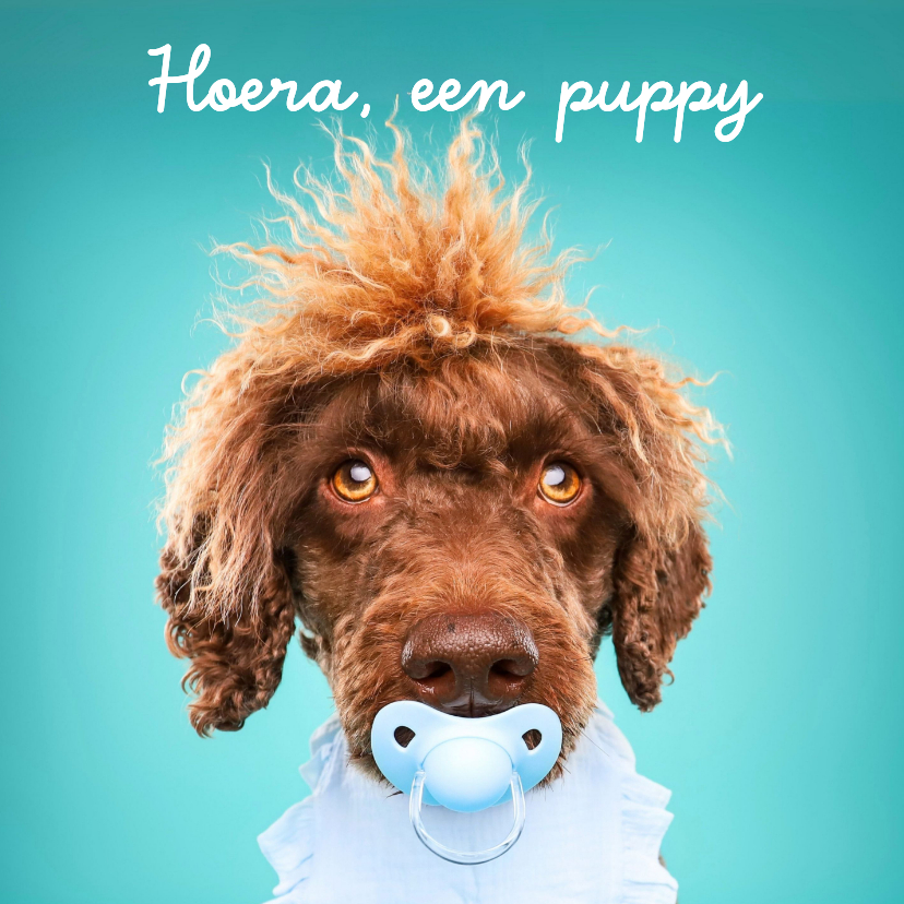 Grappige kaart puppy van hond blauwe speen en slabbetje - Wenskaarten Wenskaarten - Grappige kaart puppy van hond blauwe speen en slabbetje