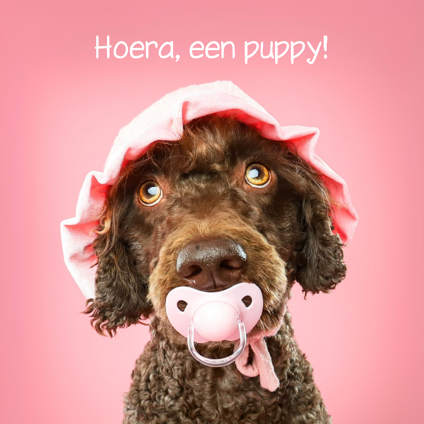 Grappige kaart voor puppy van hond met roze speen en mutsje - Wenskaarten Wenskaarten - Grappige kaart voor puppy van hond met roze speen en mutsje