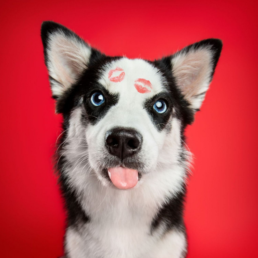 Grappige liefdeskaart van hond met tong en kusjes op vacht - Wenskaarten Wenskaarten - Grappige liefdeskaart van hond met tong en kusjes op vacht