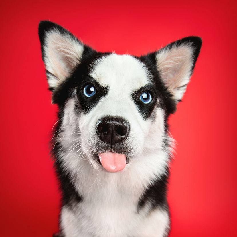 Wenskaarten - Grappige liefdeskaart van hond met uitgestoken tongetje