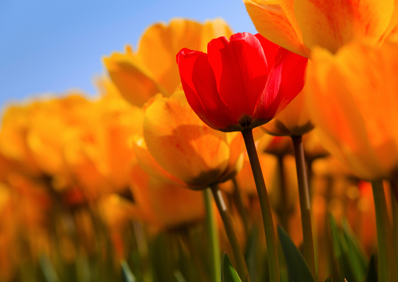 Wenskaarten - Hollandse tulpen in volle bloei