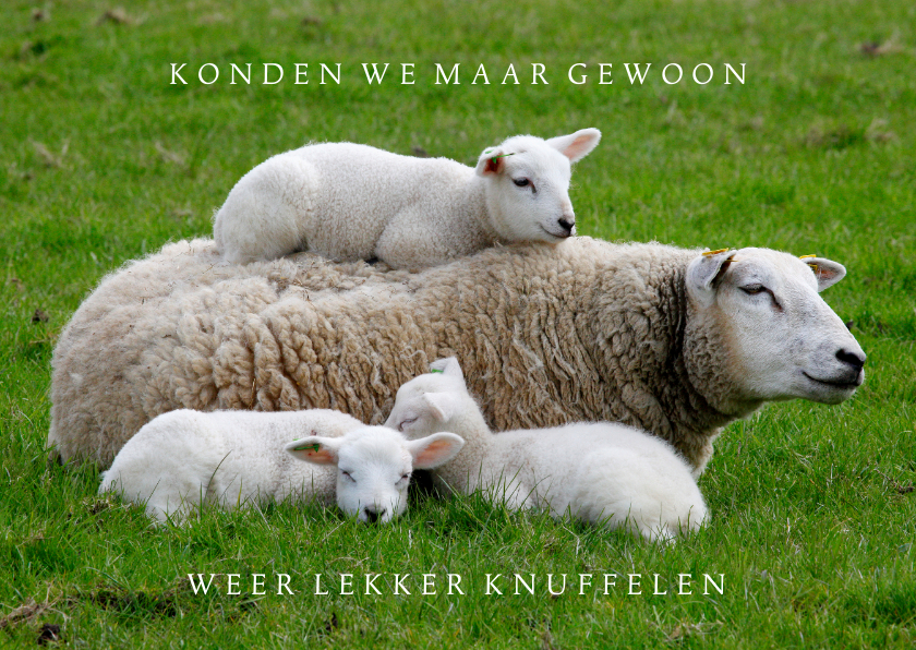 Wenskaarten - Lentekaart Knuffelkaart Moederschaap met 3 lammetjes