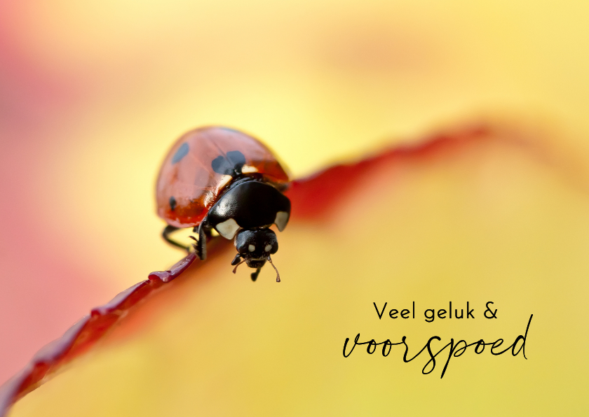 Wenskaarten - Lieveheersbeestje op bladrand