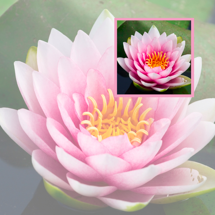 Wenskaarten - Lotusbloem in lotusbloem