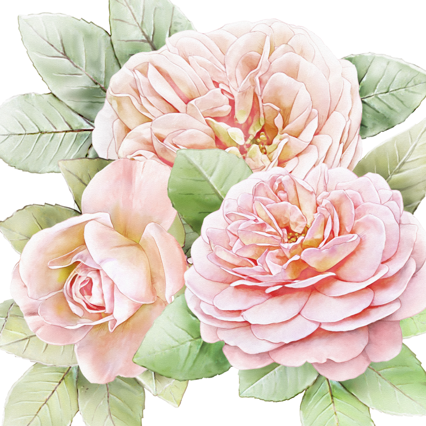 Wenskaarten - Mooie bloemenkaart met 3 roze rozen
