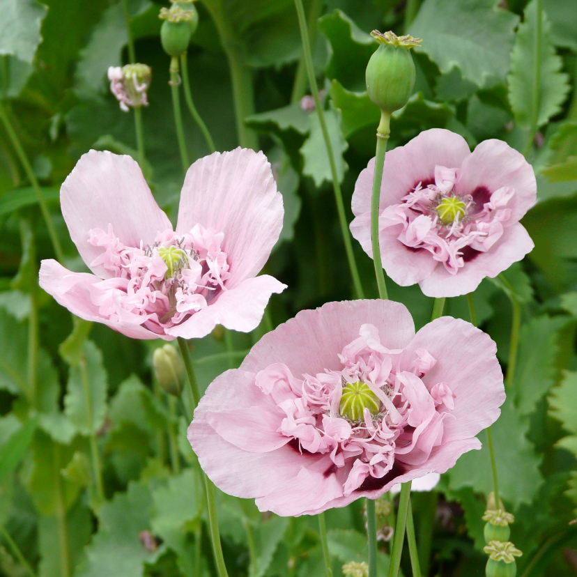 Wenskaarten - Mooie bloemenkaart met roze klaprozen