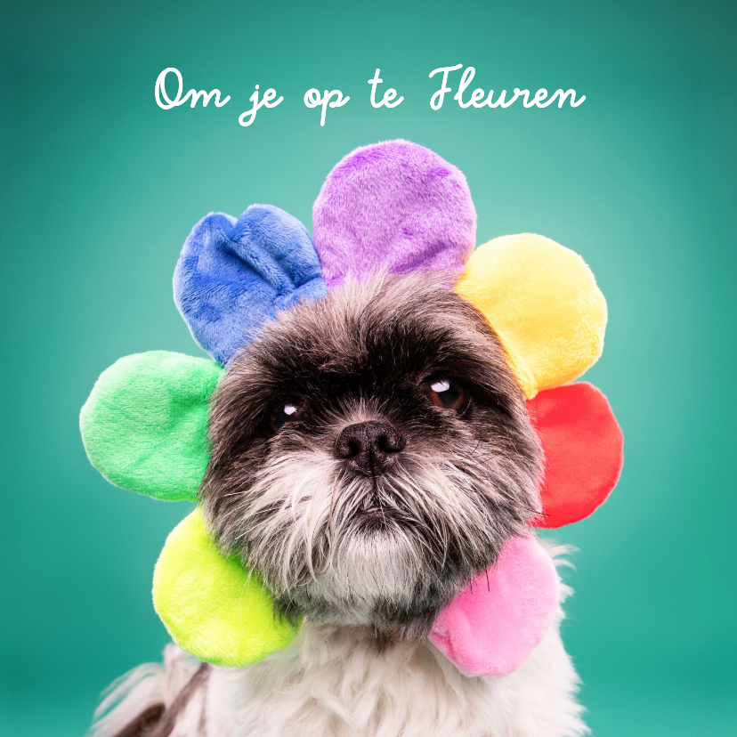 Opfleurende hondenkaart van boomer hond met bloemenmuts op - Wenskaarten Wenskaarten - Opfleurende hondenkaart van boomer hond met bloemenmuts op