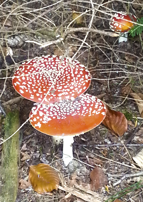 Wenskaarten - Paddestoelen 