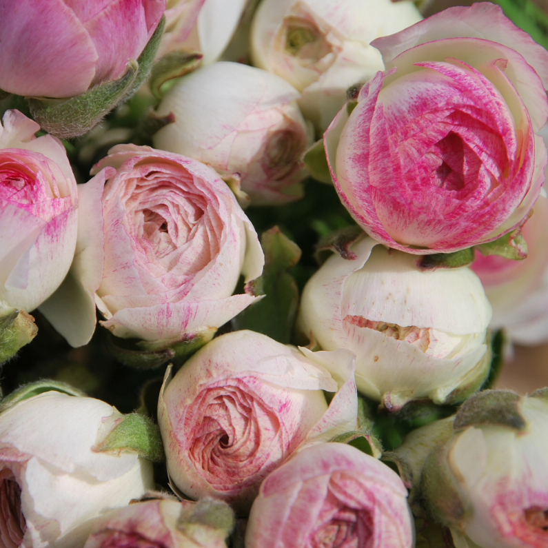 Wenskaarten - Ranonkel gekleurd roze wit