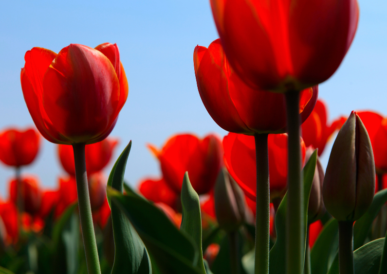 Wenskaarten - Rode tulpen in bloei