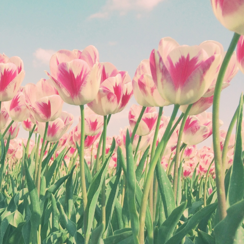 Wenskaarten - Rood-witte tulpen