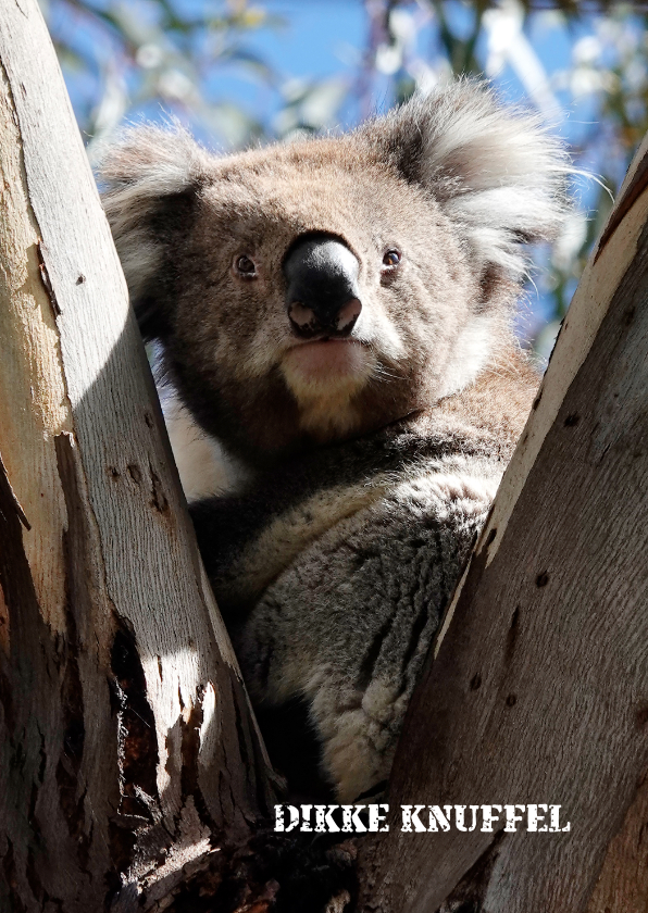 Wenskaarten - Sterkte kaart dikke knuffel koala