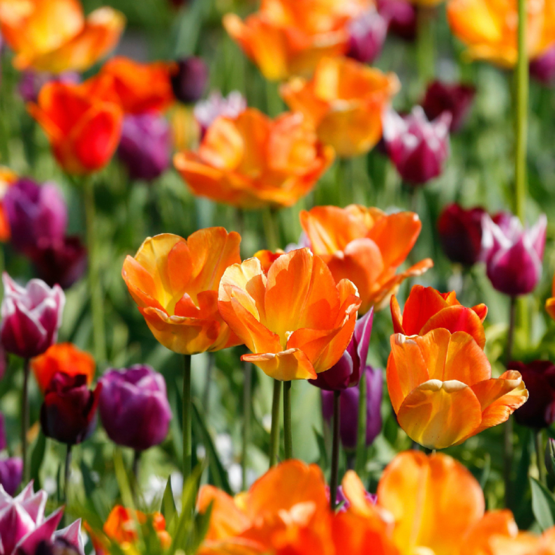 Tulpenveld oranje paars OT - Wenskaarten Wenskaarten - Tulpenveld oranje paars OT