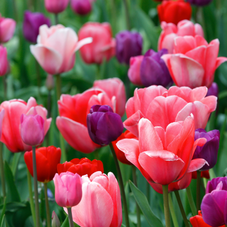 Wenskaarten - Tulpenveld roze paars rood OT
