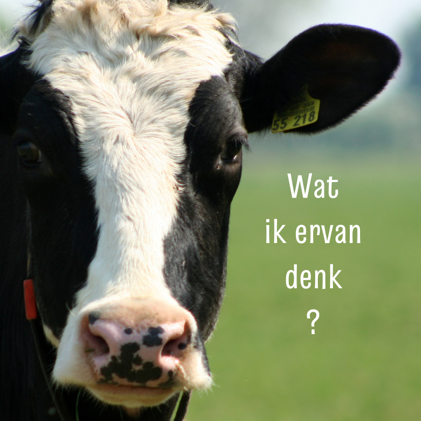 Wenskaarten - Typisch Hollands - koe