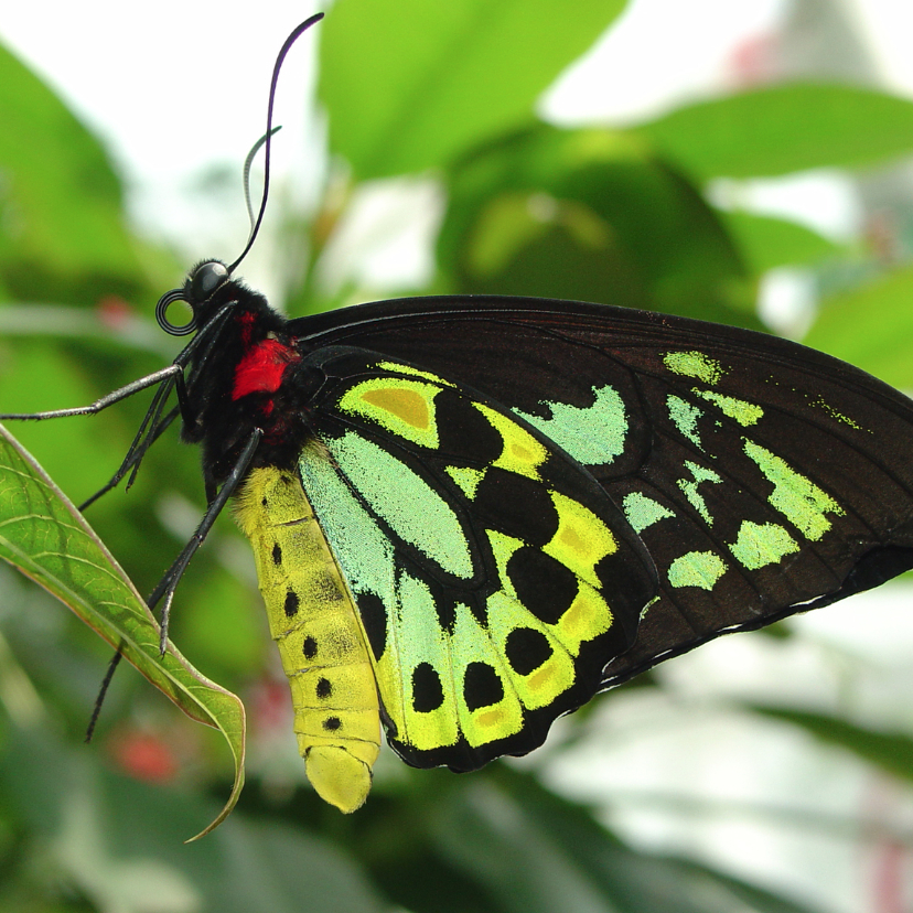 Wenskaarten - Vlinder groen
