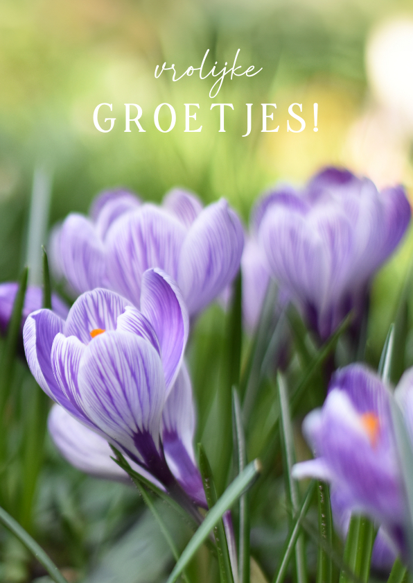 Wenskaarten - Vrolijke lente bloemenkaart met foto van paarse krokussen