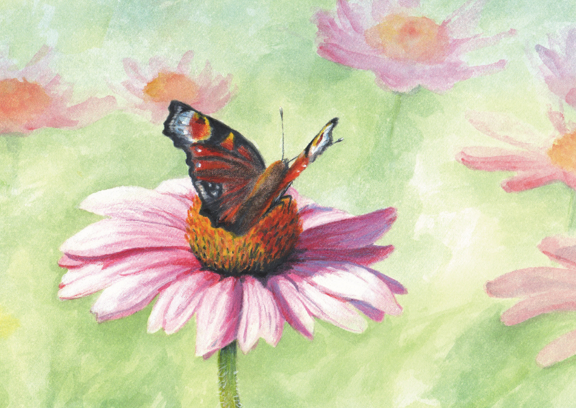 Wenskaart Echinacea met Dagpauwoog - Wenskaarten Wenskaarten - Wenskaart Echinacea met Dagpauwoog