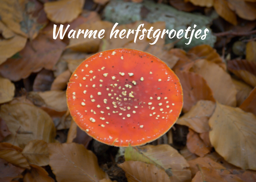 Wenskaart een herfst groet - Wenskaarten Wenskaarten - Wenskaart een herfst groet