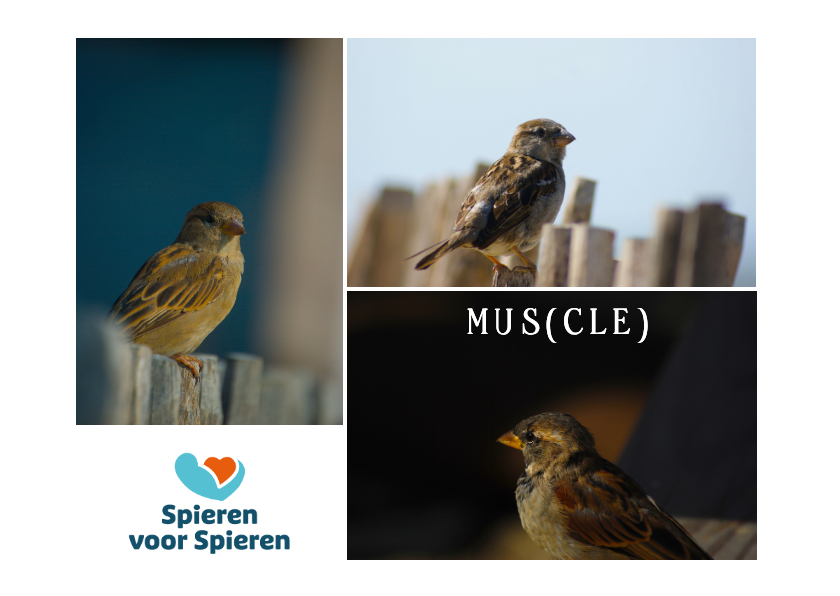 Wenskaarten - Wenskaart foto mus(cle)