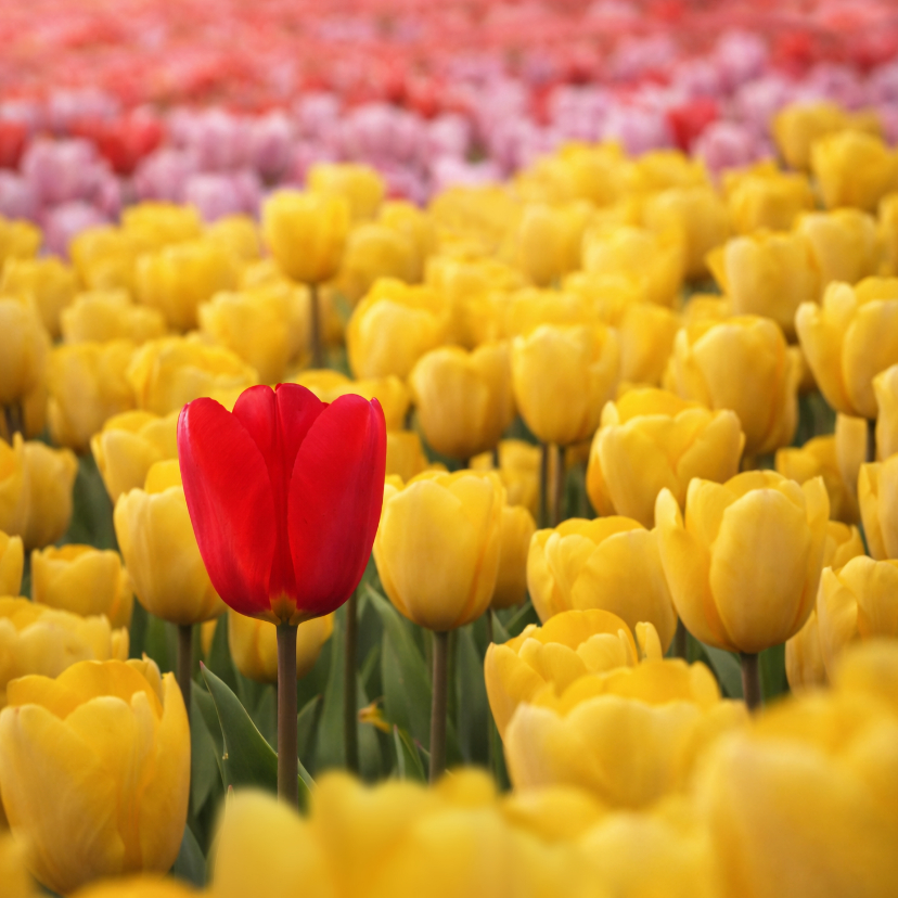 Wenskaarten - Wenskaart geel tulpenveld rode tulp