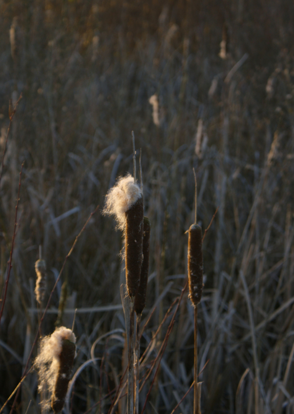 Wenskaarten - Wenskaart in de natuur lisdodde aan de waterkant