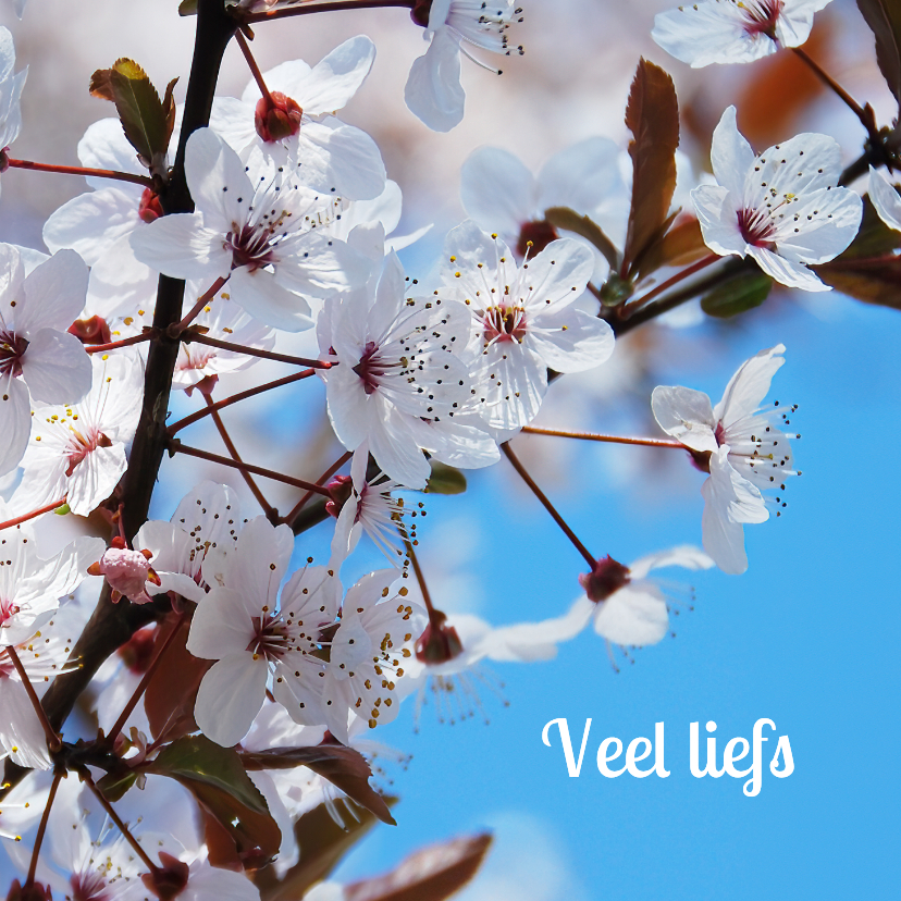 Wenskaarten - Wenskaart kersenbloesem veel liefs
